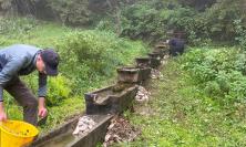 Parco dei Monti Sibillini, cercasi volontari per la salvaguardia degli anfibi