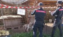 Lager per cani da caccia: malnutriti e infestati di pulci. Uno muore, denunciato il proprietario