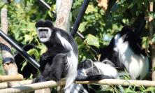 Le scimmie guereza conquistano il Parco Zoo Falconara