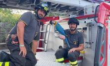 Montefano: i Vigili del Fuoco riportano a terra Spaiky, il pappagallo volato su un albero