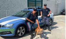 L'auto sbanda in A14, pitbull trasportato in modo pericoloso: multato il conducente