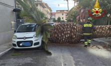Palma di dieci metri crolla in strada: danneggiata un'auto in sosta