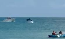 Porto Recanati si sveglia con lo spettacolo dei delfini (VIDEO)