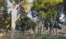 Civitanova, Dipende da Noi contro il progetto al Varco sul Mare: "Una mattanze di alberi, ma solo 20 sono malati" Civitanova, Dipende da Noi contro il progetto al Varco sul Mare: "Una mattanze di alberi, ma solo 20 sono malati"