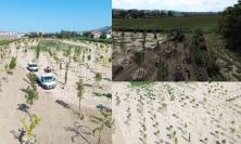 Morrovalle, prende forma il nuovo bosco urbano: concluso il primo stralcio a Trodica