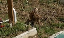 “Escrementi dei gatti sulla tomba di mia figlia, colonia felina fuori controllo al cimitero di Macerata" (FOTO)