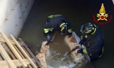 Tolentino, cane cade per tre metri in un cantiere: salvato dai vigili del fuoco