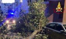 Albero si abbatte sulle auto in sosta: intervengono i Vigili del Fuoco