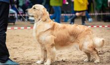 Civitanova, arriva il primo “Dog Day”: una giornata dedicata agli amici a quattro zampe