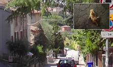 "È il terzo gatto che mi investono, caos traffico in via Due Fonti. Nessuno fa nulla, ora basta"