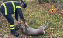 Capriolo cade in un vascone di contenimento: intervengono i Vigili del fuoco