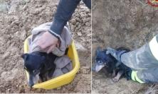 Cane rimane intrappolato in un tombino interrato: intervengono i Vigili del fuoco