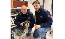 Macerata, scappa per i botti di Capodanno: cane recuperato dalla Polizia e assistito in Questura