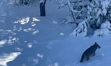 Camerino, lupo avvistato nella neve a Montagnano