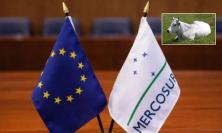 Accordo Ue-Mercosur, via libera alla firma: opportunità globali e timori per la carne bovina marchigiana