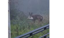 Declassamento del lupo, la Regione Marche avvia il Piano di gestione: passano a 8 i prelievi consentiti