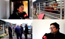 Mattatoio di Macerata verso la chiusura, gli allevatori: "Cosi le nostre stalle sono a rischio" (FOTO e VIDEO)