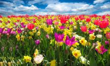 Che cosa sono i bulbi a fioritura primaverile? Una guida per i giardinieri