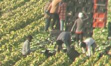 Caporalato a Macerata, costretti a lavorare 12 ore nei campi: indagati un italiano e un pakistano