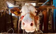 Zes Marche, via libera al credito d'imposta per agricoltura e pesca