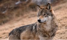 Lupo e uomo, come gestire la convivenza: a Porto Potenza un incontro con i massimi esperti