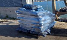 Blitz nei porti: sequestrata oltre una tonnellata di vongole tra Ancona e Civitanova