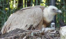 Fiocco azzurro (o rosa) al Parco Zoo di Falconara: nasce un piccolo grifone per salvare la specie