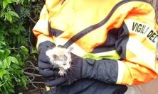 Gattino cade in un pozzo a Caldarola, salvato dai Vigili del Fuoco