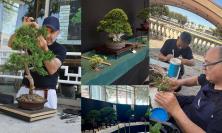 A Civitanova torna la Mostra Bonsai: due giornate dedicate all’arte orientale al Lido Cluana