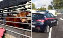 Morrovalle, scoperto un mattatoio clandestino a Trodica: quattro denunce e 40 animali tratti in salvo