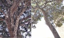 Porto Recanati, abbattuti alcuni pini di piazza Brancondi: "Una scelta dolorosa ma necessaria"