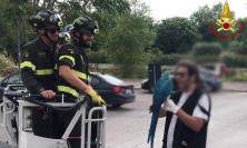 Pappagallo vuole "godersi il panorama": era finito in cima a un albero, i vigili del fuoco lo recuperano