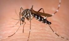 Caso di Dengue a Recanati, il  sindaco: "Disposte misure urgenti di prevenzione"