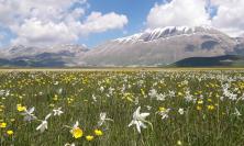 Fioritura di Castelluccio 2026: scatta il piano mobilità, ecco le date dei blocchi e come prenotare i parcheggi