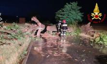 Maltempo Marche, alberi e rami caduti: 70 interventi dei Vigili del fuoco nella notte