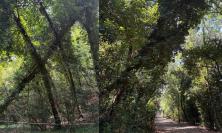 Macerata, cade un albero nel parco di Villa Lauri: “Serve più cura del verde”