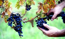 Vendemmia 2026, nelle Marche si parte in anticipo: il caldo accelera la maturazione delle uve