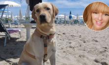 Patentino obbligatorio per i proprietari di cani, Europa Verde: “Così rischia di ostacolare le adozioni”