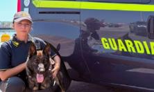 Guardia di finanza, a Macerata arriva Elly: nuovo cane antidroga