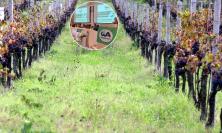 Vendemmia 2026, il vino marchigiano tra caldo e grandine: "Annata in chiaroscuro"