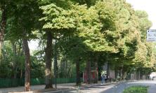 Macerata, il verde che manca: solo 12,41 alberi ogni 100 abitanti, il dato più basso nelle Marche