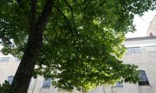 Collevario, abbattuti centinaia di alberi: il Pd chiede un piano per il verde