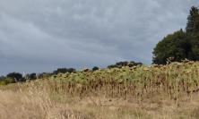 Siccità e caldo, agricoltura marchigiana in sofferenza: "Servono nuovi bacini e più acqua da accumulare"