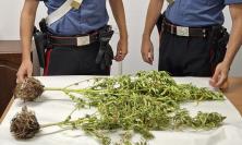 San Severino, due piante di cannabis da 80 centimetri in casa: denunciato 34enne