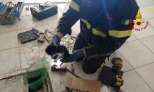 Macerata, gattino intrappolato nel pozzetto: intervengono i Vigili del Fuoco