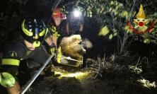Cane cade in una scarpata per diversi metri: recuperato dai vigili del fuoco