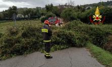Maltempo Marche, oltre 30 interventi dei Vigili del Fuoco tra alberi caduti e allagamenti