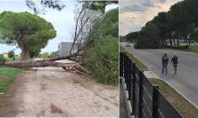 Macerata, pino si sradica e si abbatte sul viale del centro fieristico: sfiorata un’auto