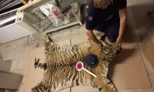 Camerino, testa e pelle di tigre abbandonate davanti al museo: c'era anche una "lettera-testamento"