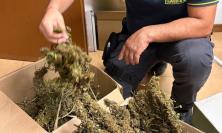 Civitanova, il fiuto del cane antidroga incastra spacciatore: sequestrati oltre 2 chili di marijuana